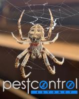 Spider Control Sydney image 7